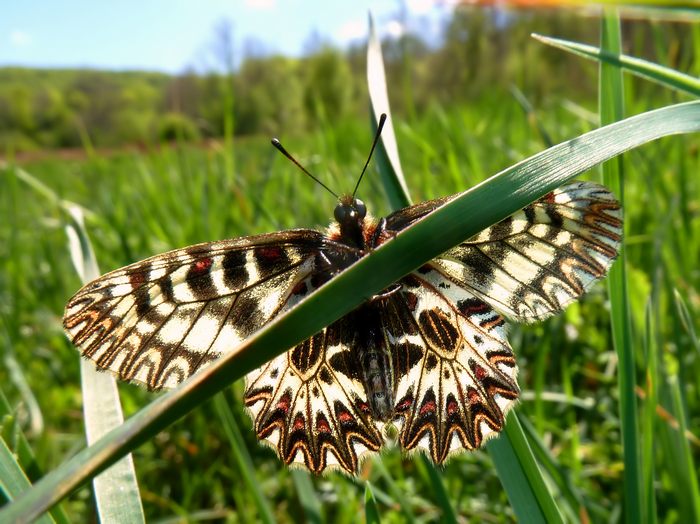 Farfalle della Val Nerina (e dintorni)